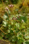 Lyall's Saxifrage