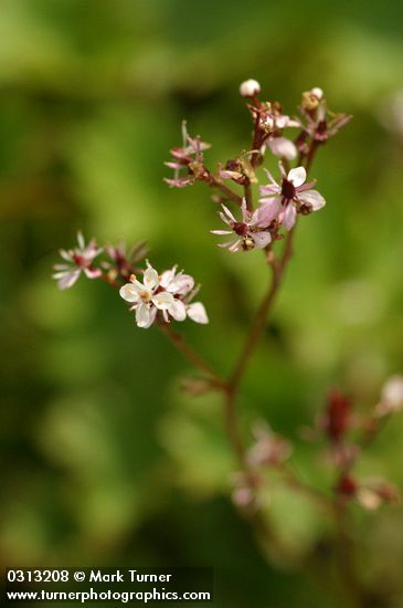 Saxifraga lyallii