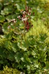 Lyall's Saxifrage