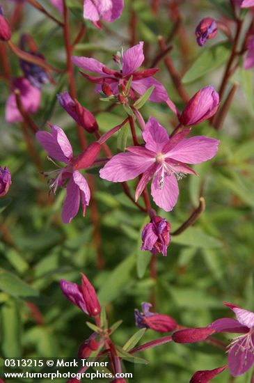 Chamerion latifolium (Epilobium latifolium)