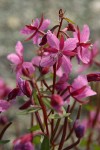 Red Willow-herb blossoms detail