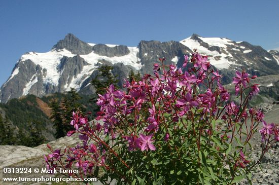 Chamerion latifolium (Epilobium latifolium)