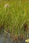 Flowering Rush