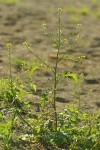 American Winter Cress