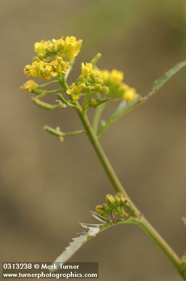 Barbarea orthoceras