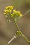 American Winter Cress blossoms detail