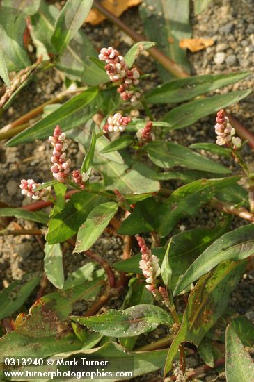Polygonum persicaria