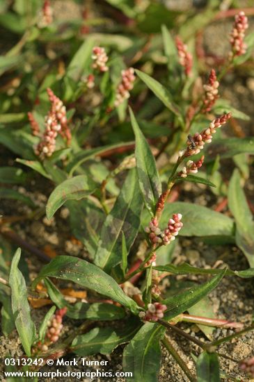 Polygonum persicaria