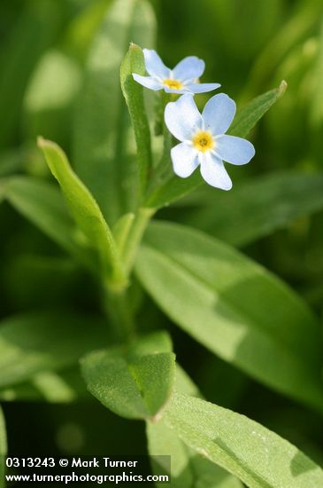 Myosotis scorpioides