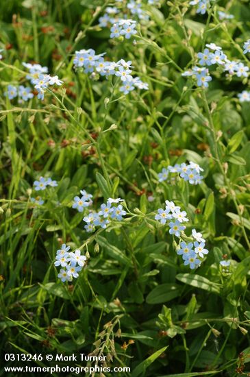 Myosotis scorpioides