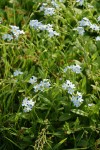 Marsh Forget-me-not