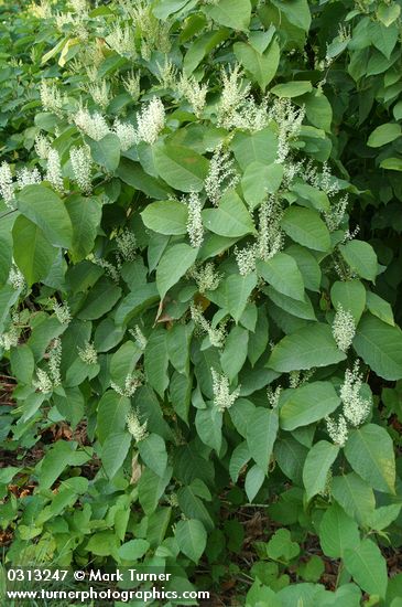 Polygonum cuspidatum