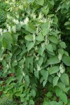 Japanese Knotweed