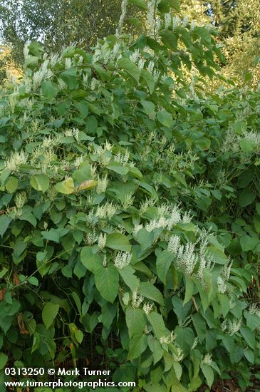 Polygonum cuspidatum