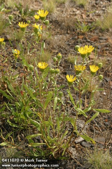 Grindelia nana