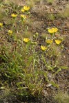 Low Gumweed