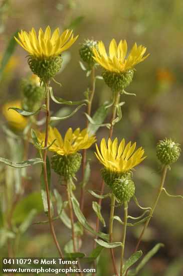 Grindelia nana