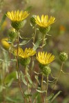 Low Gumweed blossoms