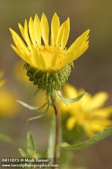 Grindelia nana