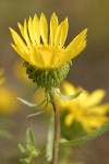 Low Gumweed blossom detail