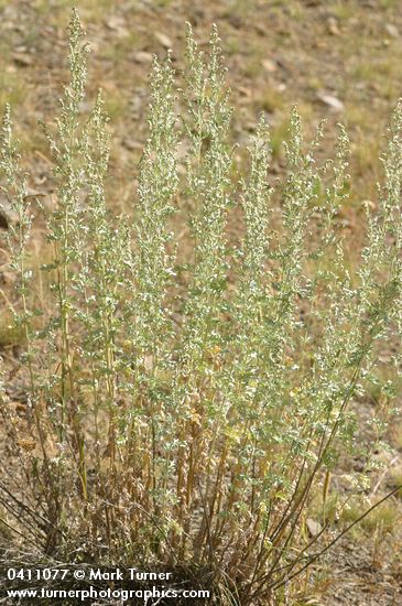 Artemisia absinthium