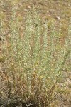 Common Wormwood