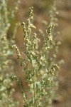 Common Wormwood blossoms & foliage