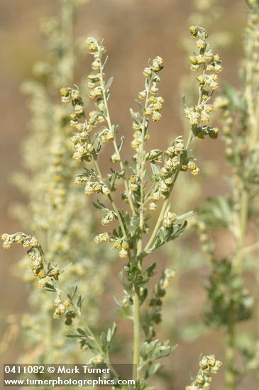 Artemisia absinthium