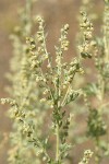 Common Wormwood blossoms & foliage