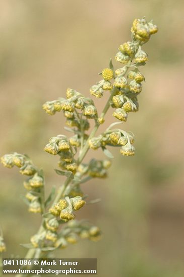 Artemisia absinthium