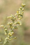 Common Wormwood blossoms & foliage