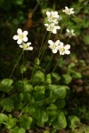 Fringed Grass of Parnassus