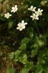 Fringed Grass of Parnassus