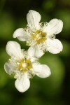 Fringed Grass of Parnassus blossoms detail