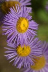 Three-nerved Daisy blossoms detail