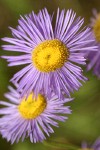 Three-nerved Daisy blossoms detail