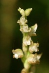 Rattlesnake-plantain blossoms detail