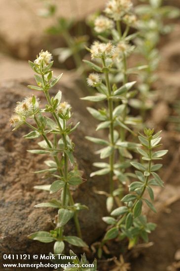 Galium serpenticum