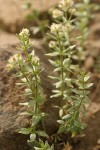 Many-flowered Bedstraw