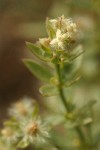 Many-flowered Bedstraw blossom, foliage & fruit