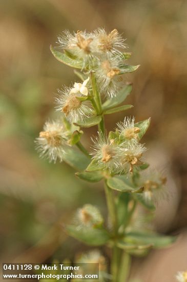 Galium serpenticum