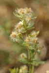 Many-flowered Bedstraw blossom & fruit