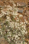 Strict Desert Buckwheat