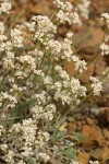 Strict Desert Buckwheat