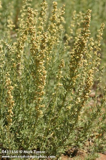 Artemisia michauxiana