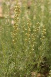 Lemon Sagewort blossoms & foliage