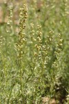 Lemon Sagewort blossoms & foliage