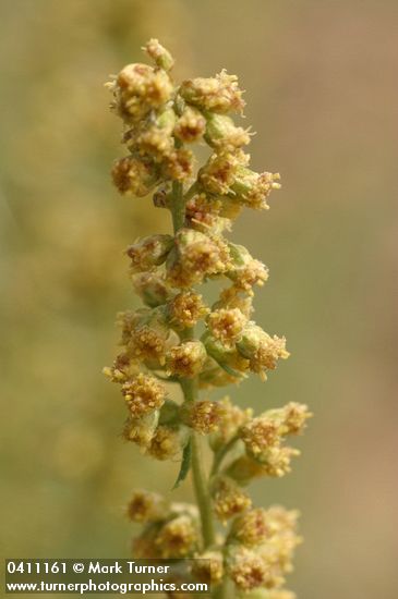 Artemisia michauxiana