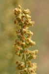 Lemon Sagewort blossoms detail