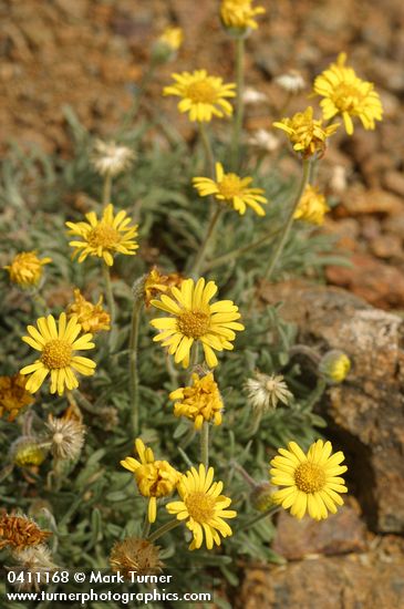 Erigeron chrysopsidis